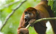 褐吼猴吃什么食物