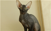 彼得秃猫在感官上有什么特点