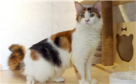 阿比西尼亚猫和科拉特猫哪个聪明-谁智商高