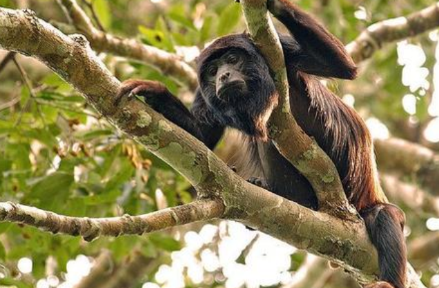 帚吼猴吃什么食物