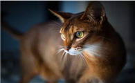 阿比西尼亚猫和哈瓦那棕猫哪个好养