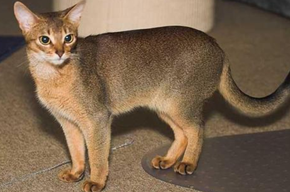 阿比西尼亚猫和伯曼猫哪个好养