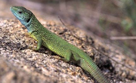 翡翠蜥多少钱一只