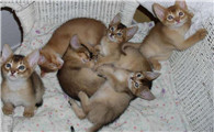 阿比西尼亚猫和奥西猫打架谁更厉害