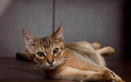 阿比西尼亚猫和加拿大无毛猫哪个好养 阿比西尼亚猫和加拿大无毛猫哪个好养