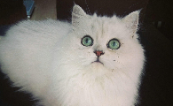 阿比西尼亚猫和金吉拉猫哪个好养