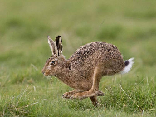 深受养殖户欢迎的比利时兔一起来认识一下吧