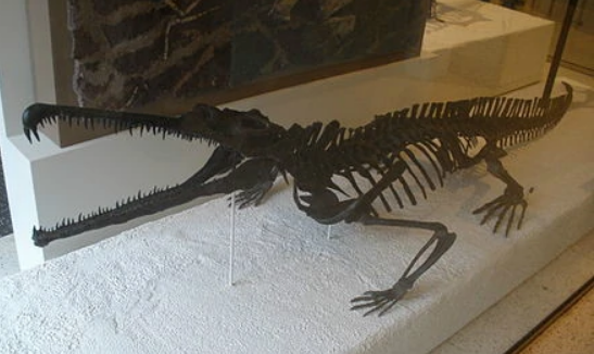 狂齿鳄怎么养殖