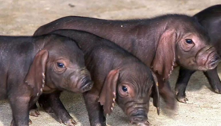 嘉兴黑猪一只多少钱