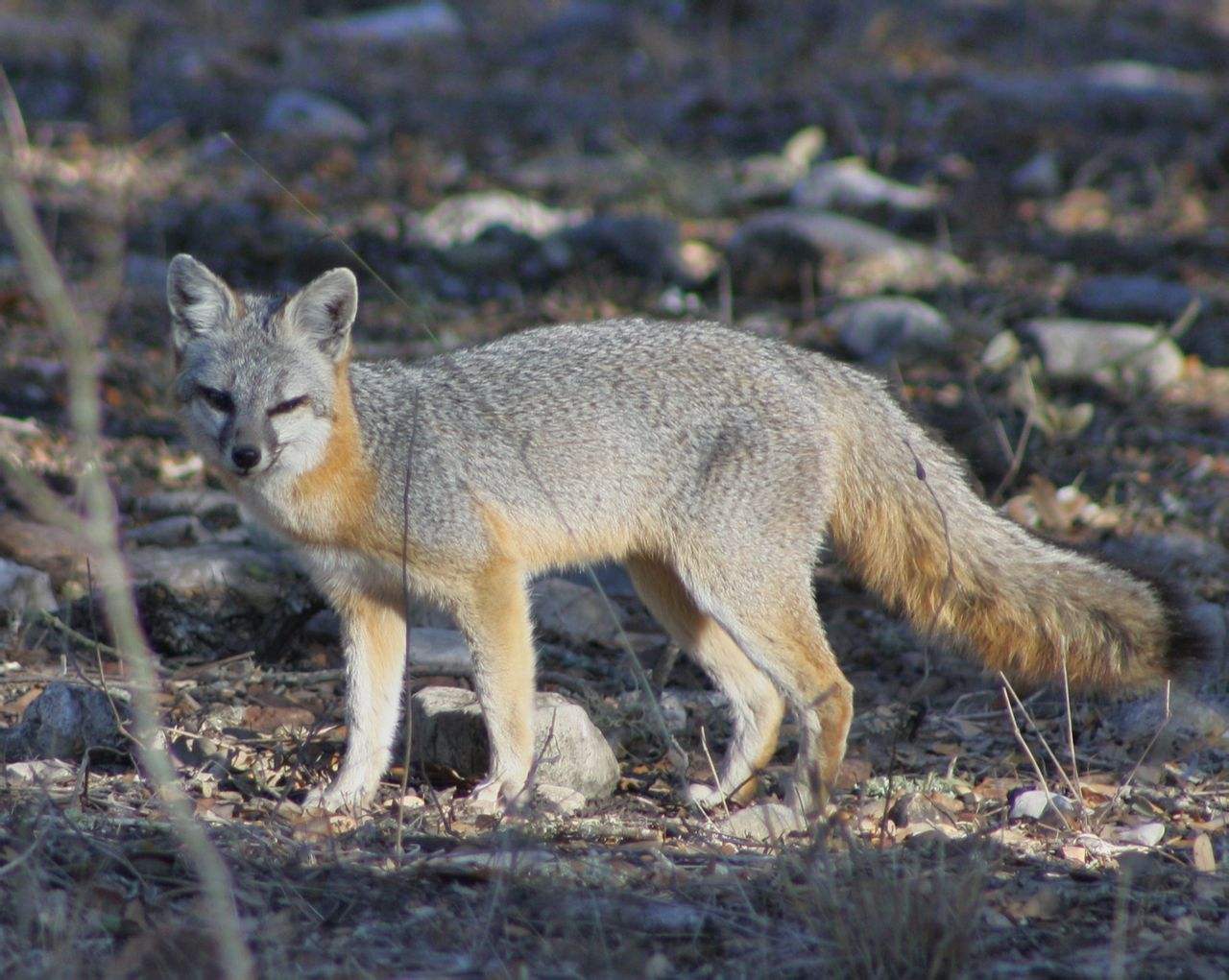 南美灰狐吃什么食物