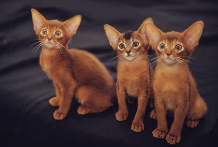 阿比西尼亚猫和金吉拉猫打架谁更厉害
