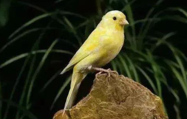 金丝雀的饲养秘诀