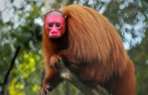 赤秃猴的特征