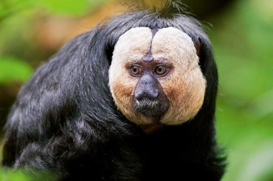 白面僧面猴可以当宠物养吗白面僧面猴喜欢生活在热