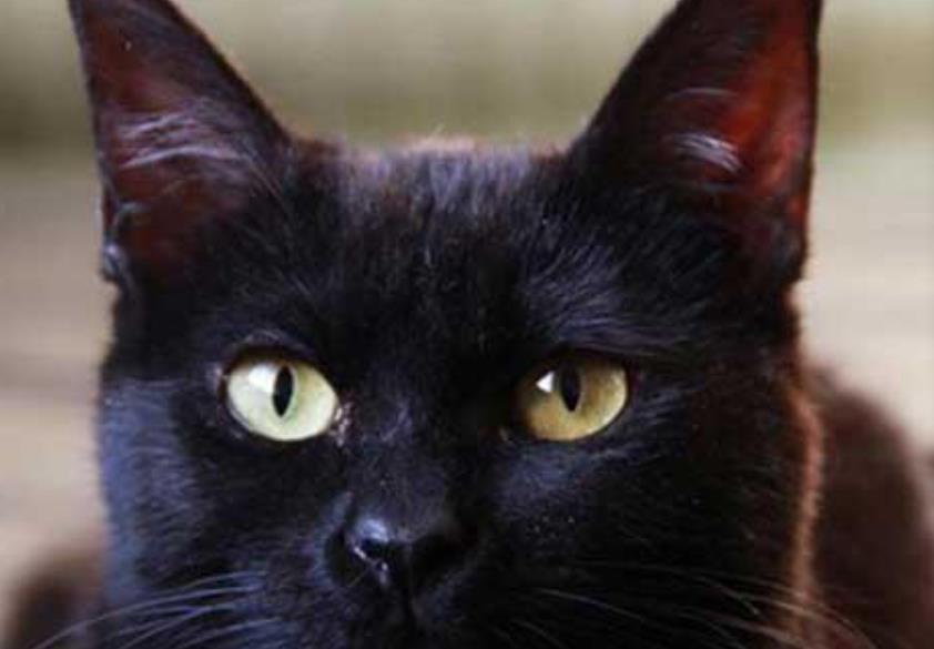 阿比西尼亚猫和孟买猫哪个聪明-谁智商高