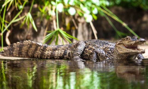 竟有如此胆小的鳄鱼凯门鳄了解一下