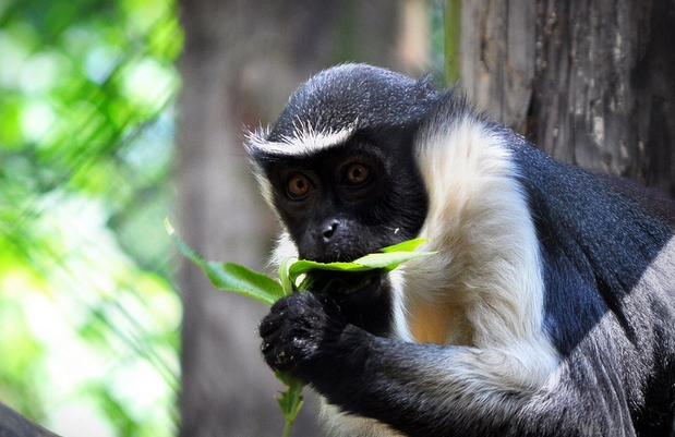 狄安娜长尾猴的特征