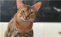 阿比西尼亚猫和东奇尼猫打架谁更厉害