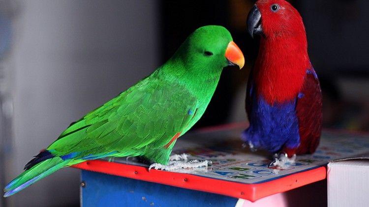 折衷鹦鹉叫声好听吗