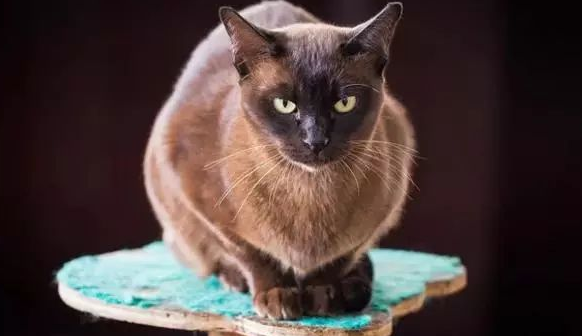 阿比西尼亚猫和缅甸猫哪个聪明-谁智商高