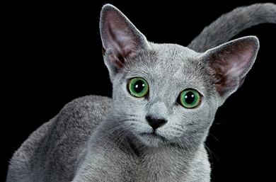 怎么选购俄罗斯蓝猫 从外形挑选