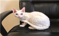 德文卷毛猫的形态特征是什么