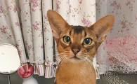 阿比西尼亚猫和德文卷毛猫哪个聪明-谁智商高