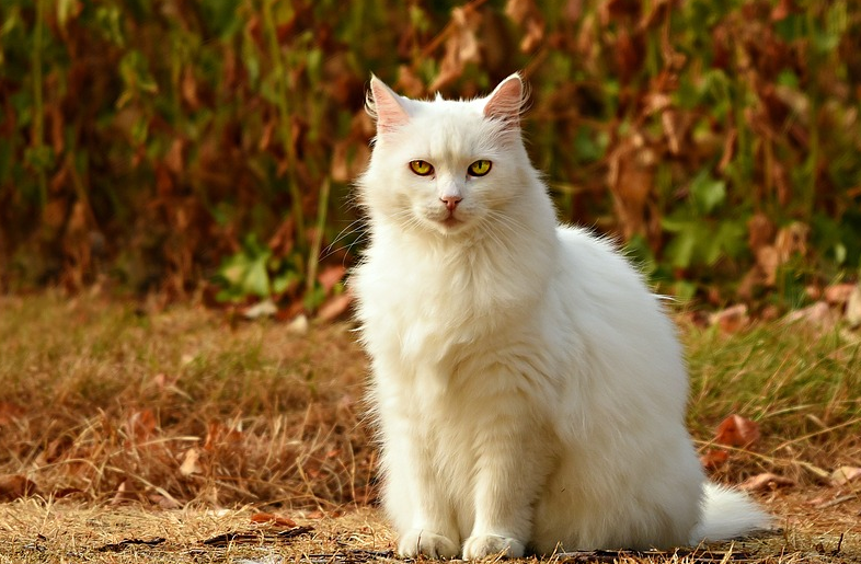 猫界“李焕英”:小白说,它想豆花了…… 猫界“李焕英”:小白说,它想豆花了……