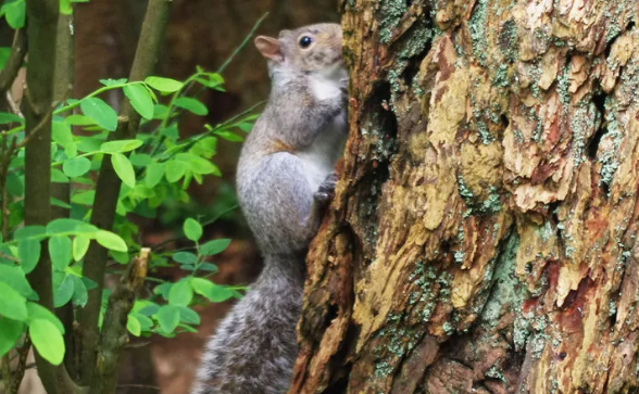 桑伯恩松鼠是保护动物吗