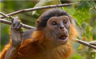 沃尔德伦红疣猴吃什么
