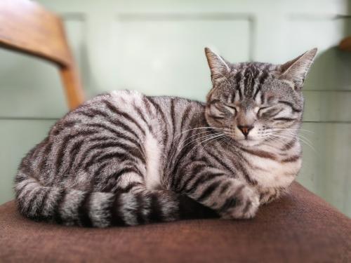 如何让猫顺利进行交配 环境的选择非常重要