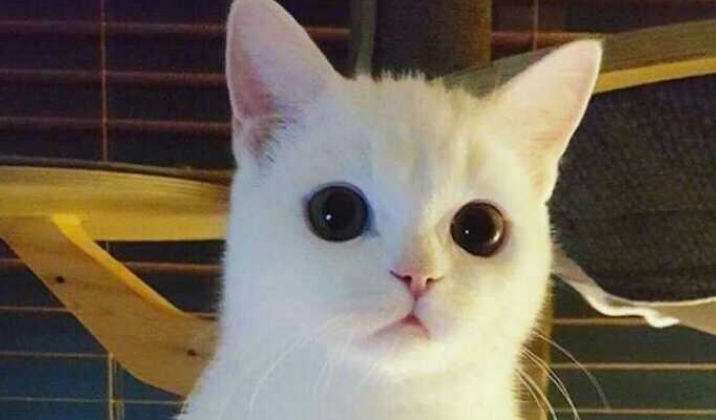 怎样给猫喂食药片剂 
