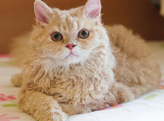 塞尔凯克卷毛猫有哪些特点
