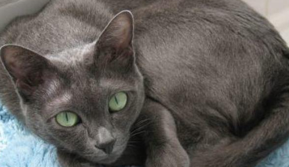 柯拉特猫有什么特点 长相的特色