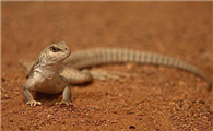 沙漠鬣蜥是保护动物吗