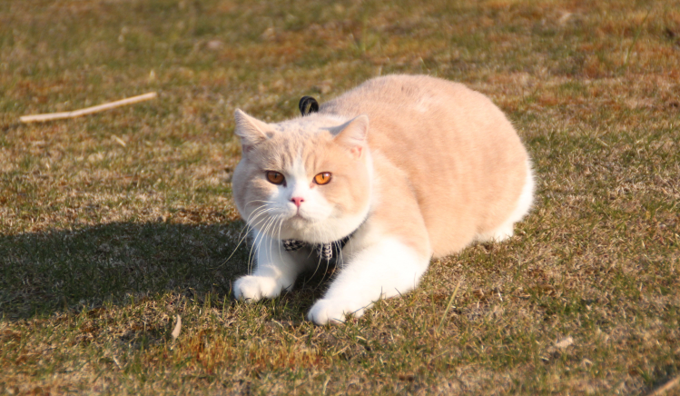 怎么给英国短毛猫洗澡 准备洗澡用具