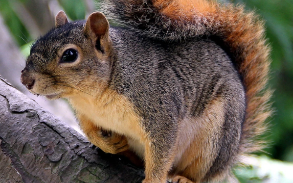 日本松鼠是保护动物吗