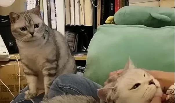 笑翻了！高冷的猫主子居然是只柠檬精，嫉妒使它面目全非~