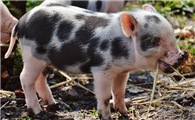 花斑猪最大能养多少斤