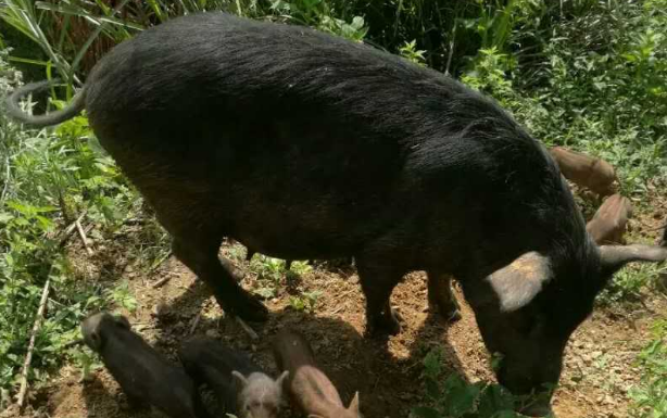 阳新猪在哪里能买到