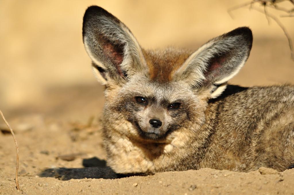 大耳狐体貌特征大耳狐从它的名字就能看出来,它长着一对特别大的耳朵