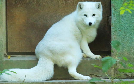 蓝狐-038生活在哪里蓝狐-038主要分布在芬兰,生活在低海拔的森林,灌木