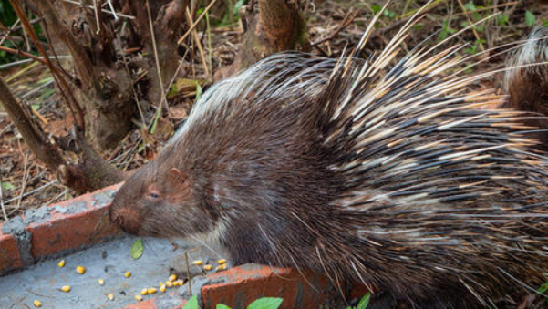 旧大陆豪猪能长多大