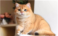 经常给威尔士猫梳毛有哪些好处 防止猫误食
