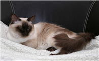 阿比西尼亚猫和巴厘猫哪个好养
