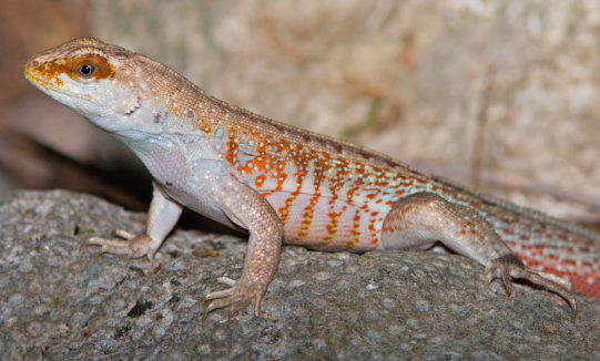 怎么养纹面弹簧蜥