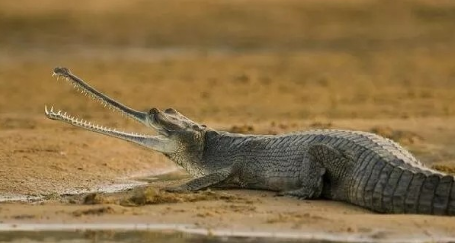 是禁止任何形式贩卖印度鳄的,因为环境的破坏,这种鳄鱼的数量非常稀少