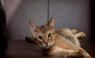 阿比西尼亚猫和褴褛猫哪个聪明-谁智商高