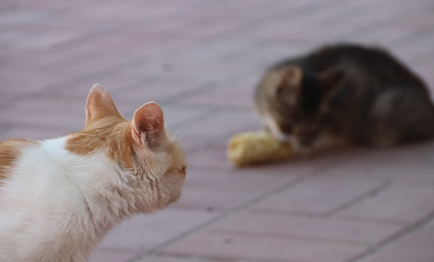 猫界“李焕英”:小白说,它想豆花了…… 猫界“李焕英”:小白说,它想豆花了……