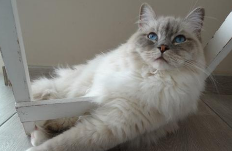 阿比西尼亚猫和褴褛猫打架谁更厉害